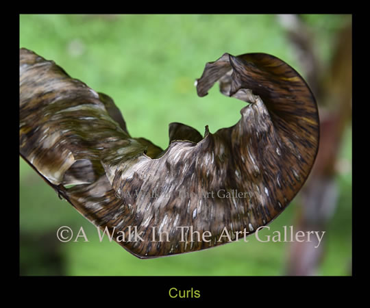 Curls - Island Art by Yotigo